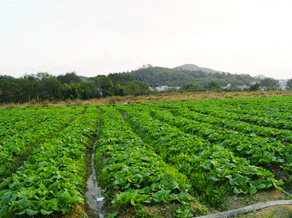 種植基地